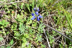 Lupinus nanus