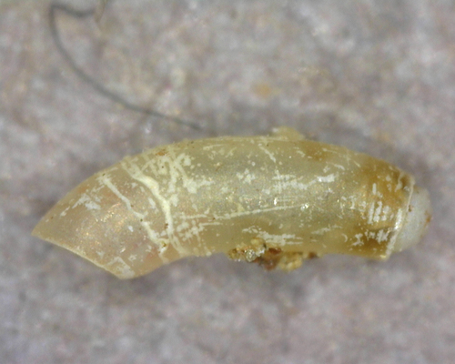 Caecum orcutti, 2023-11-25