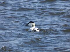 Somateria mollissima