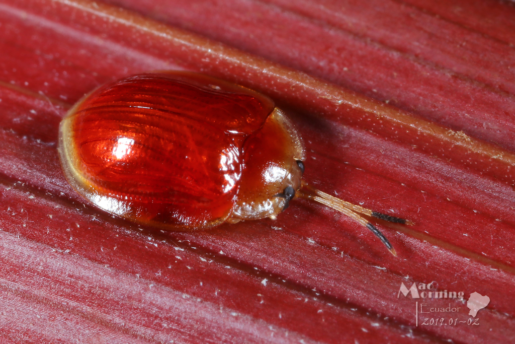 Demotispa coccinata