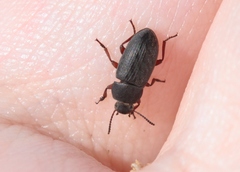 Blapstinus discolor
