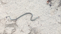 Thamnophis sirtalis tetrataenia