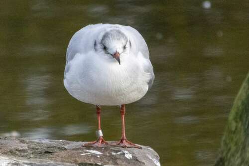 Gaviota reidora (Chroicocephalus ridibundus)