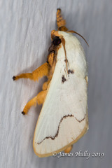 Lepidoptera