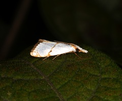 Pseudargyria interruptella