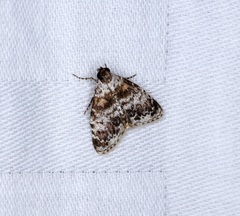 Salma ridiculalis