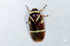 Maxantonia