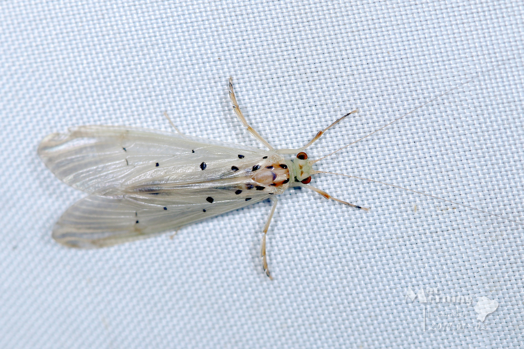 Synoestropsis