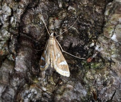 Strepsinoma croesusalis