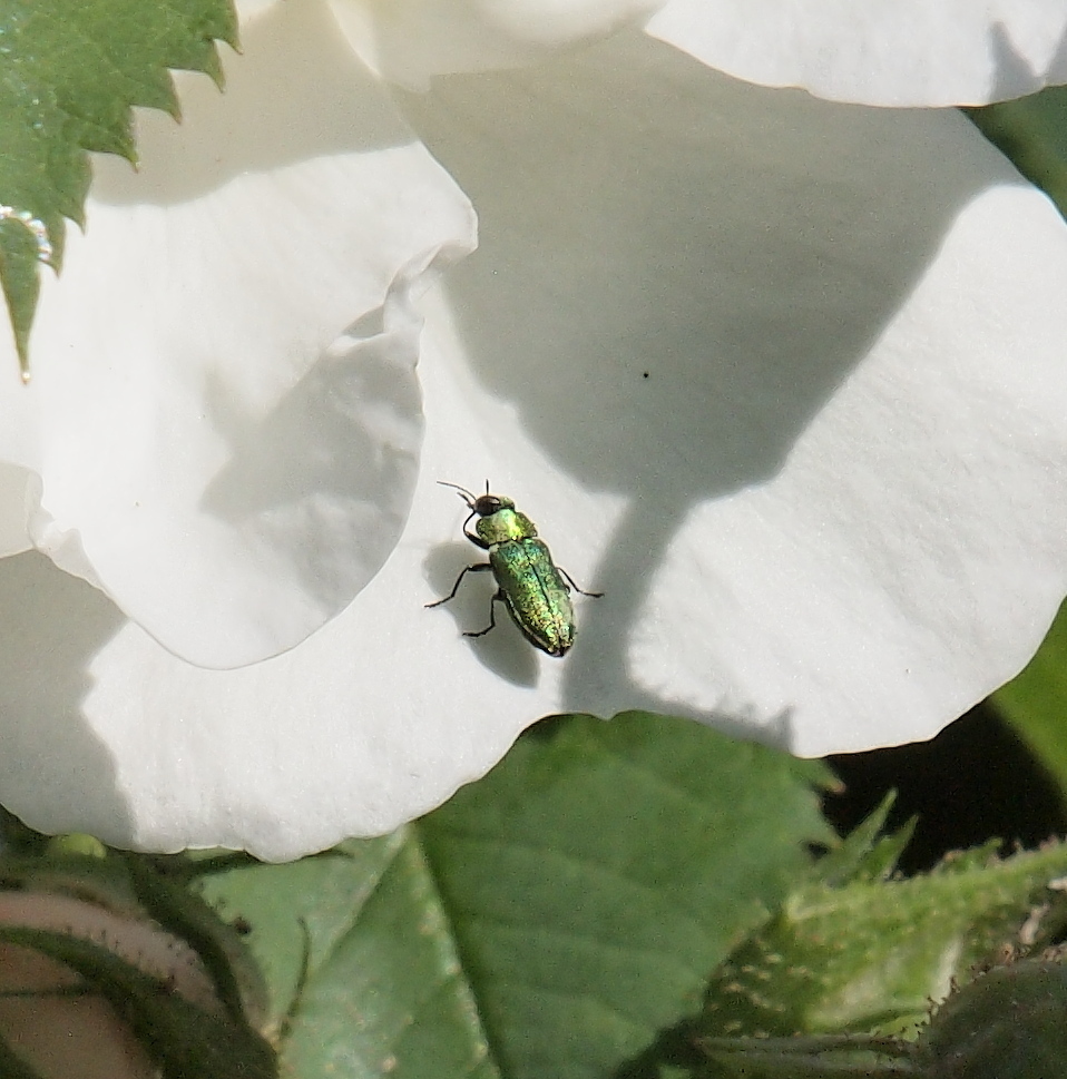 Anthaxia nitidula from Götzingen, 74722 Buchen, Deutschland on June 13