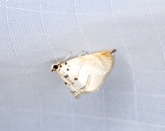 Trichophysetis hampsoni