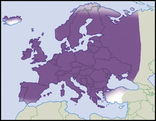 Moss Chrysalis-snail