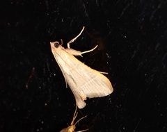 Hypsopygia nannodes