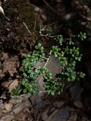 (c) vrxz, some rights reserved (CC BY-SA) Vaccinium delavayi, photograph (c) vrxz, some rights reserved (CC BY-SA)
