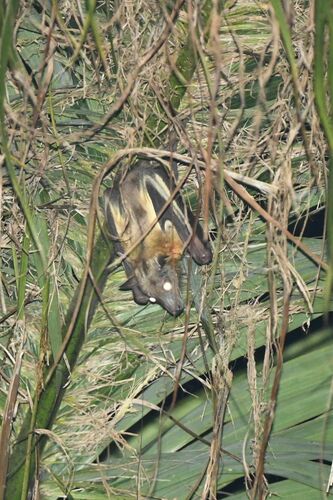 Straw-coloured Fruit Bat