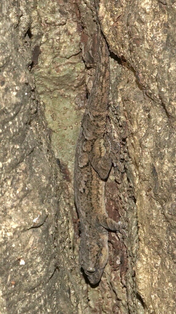 Bark Gecko from Nagla on November 14, 2023 at 09:53 AM by Dinesh Sharma ...