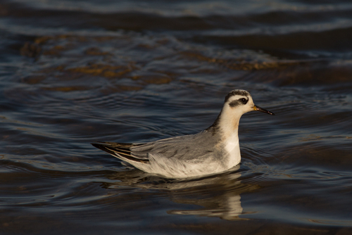 Phalarope à bec large