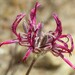 Pelargonium asarifolium - Photo 由 Martine Robinson 所上傳的 (c) Martine Robinson，保留部份權利CC BY-NC