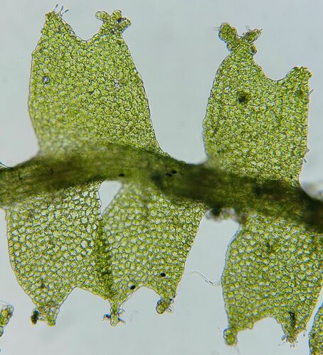 Representative image of Lophocolea minor