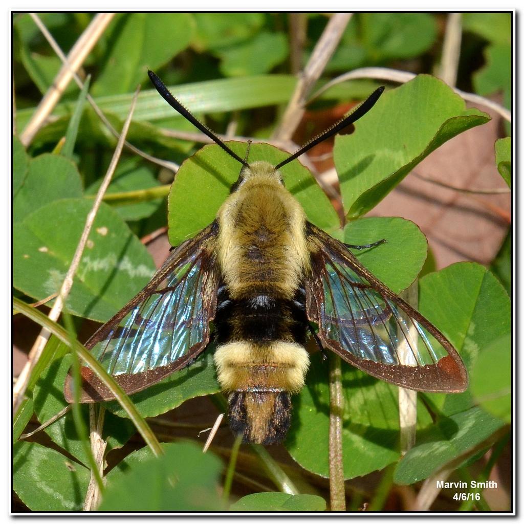 Snowberry Clearwing