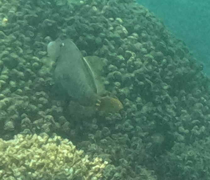 Barred filefish