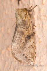 Lepidoptera