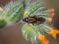 Plagiognathus moerens