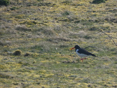 Haematopus ostralegus