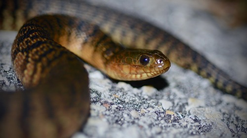 Florida Green Watersnake