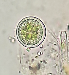 Sphaerocystis