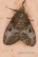 Lepidoptera