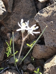 Androstephium breviflorum