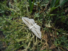 Arcobara multilineata