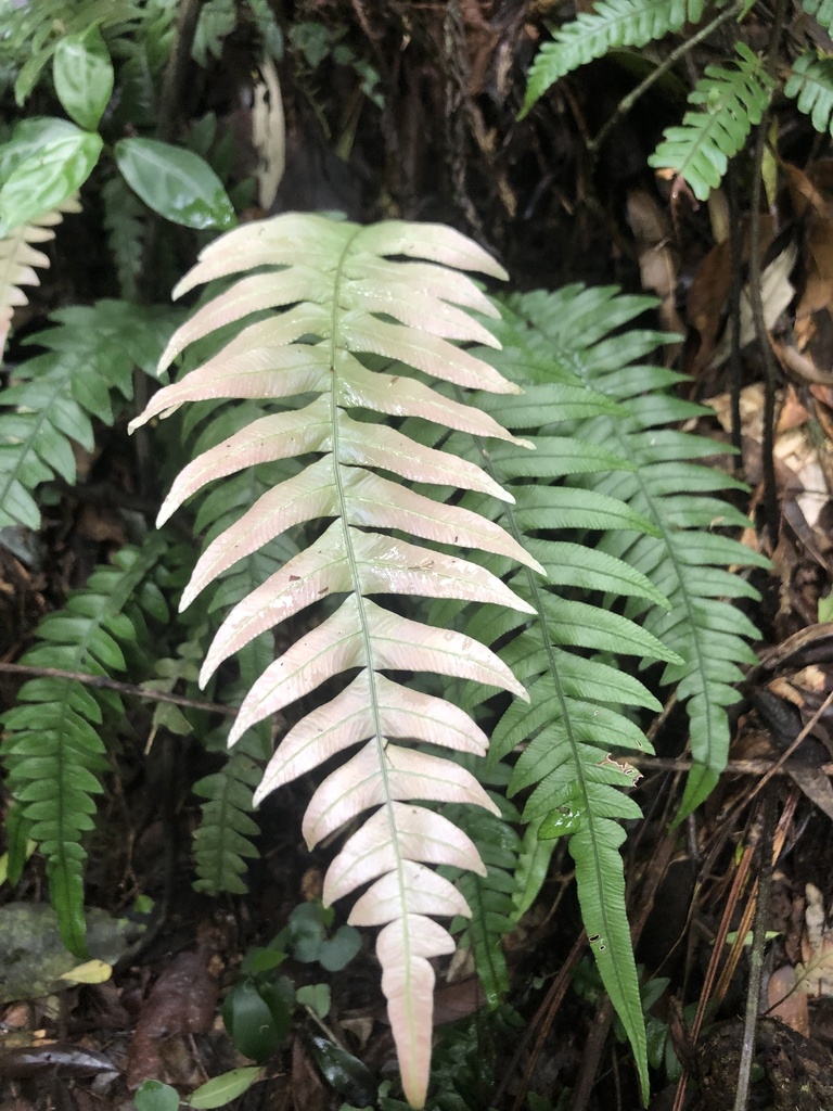 Lomaridium acutum