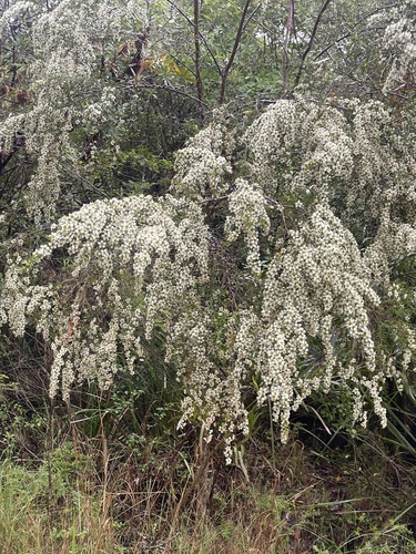 Leptospermum polygalifolium