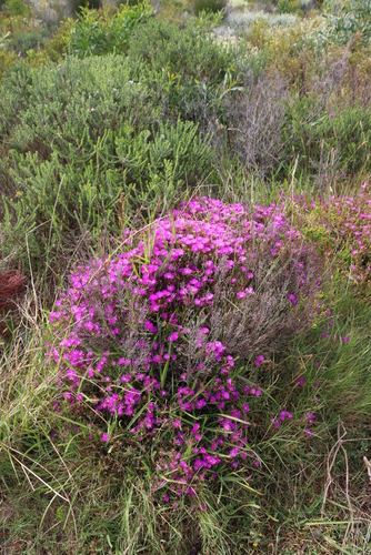Image of Lampranthus emarginatus by (c) Tony Rebelo, some rights reserved (CC BY-SA)