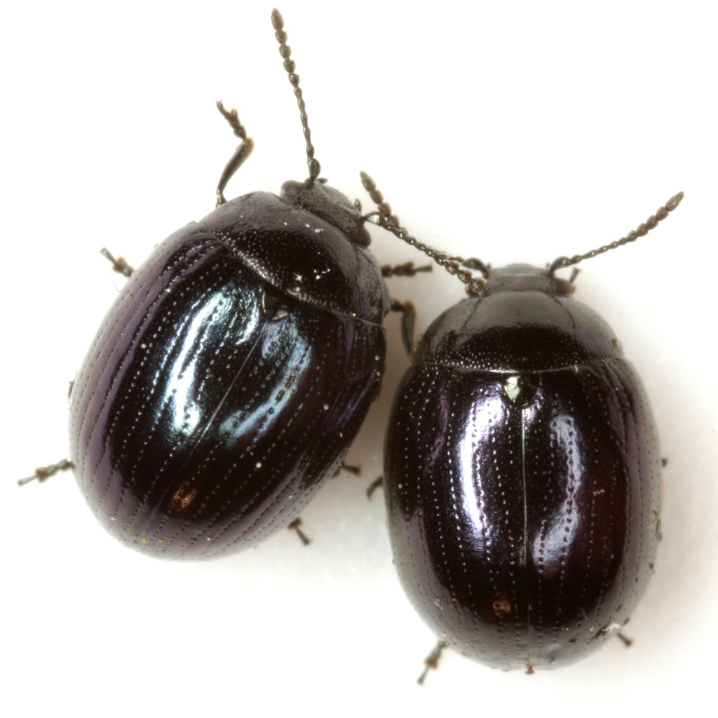 Phaedon cyanescens