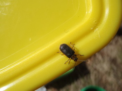 Galerucella nymphaeae