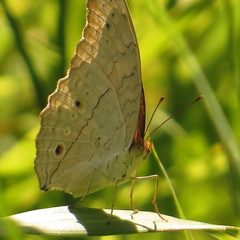 Junonia atlites