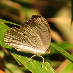 Junonia atlites