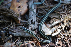 Thamnophis proximus proximus