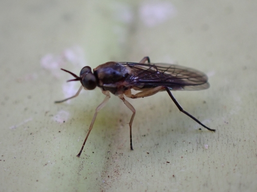 Solva nigritibialis