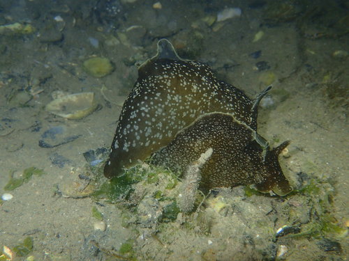 Aplysia punctata