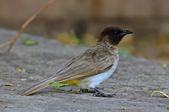 Common Bulbul photo 4