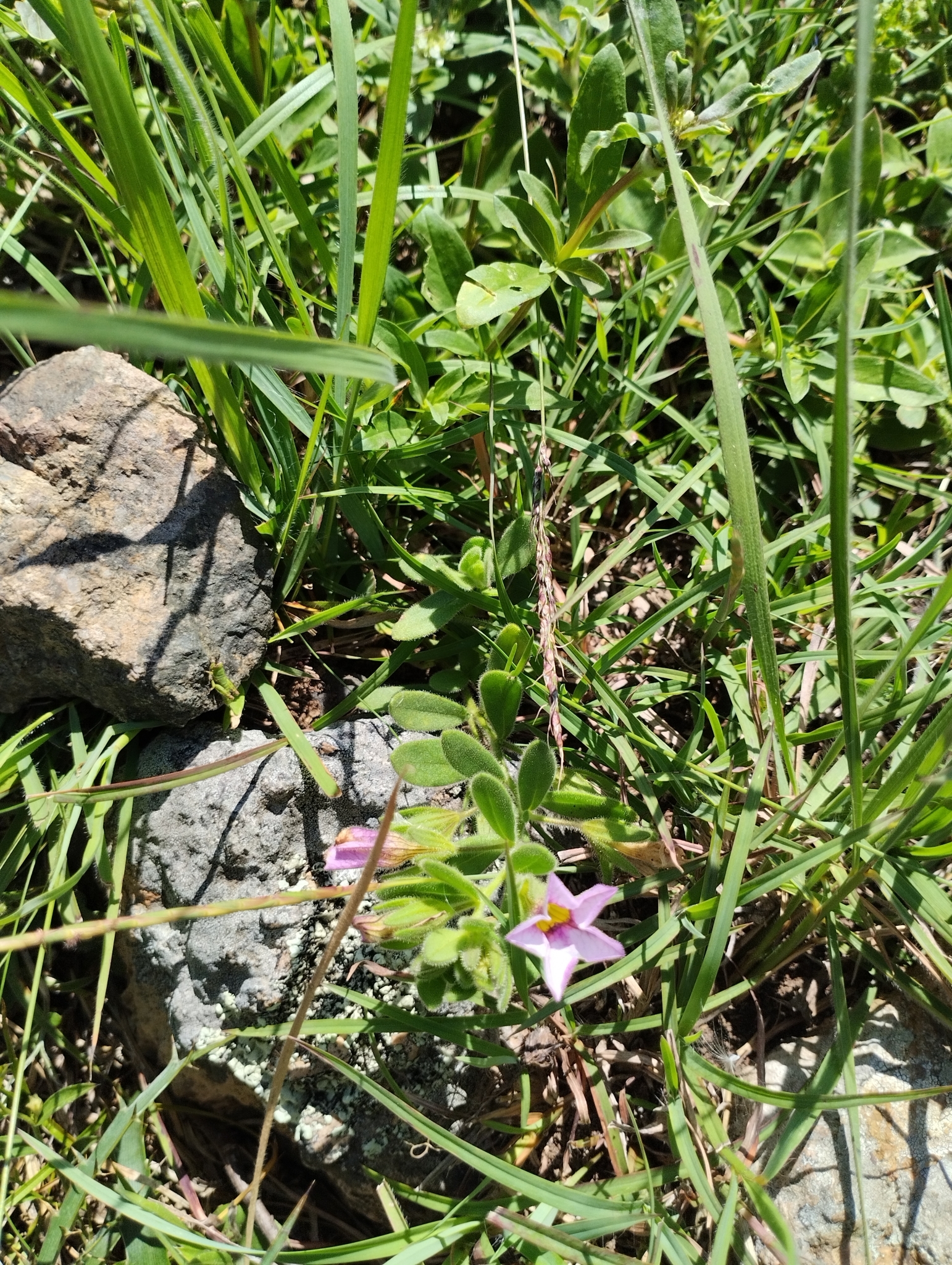Calibrachoa calycina