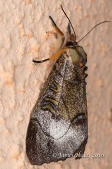 Lepidoptera