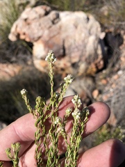 Phylica axillaris microphylla