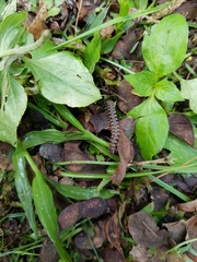 Platyrhacidae