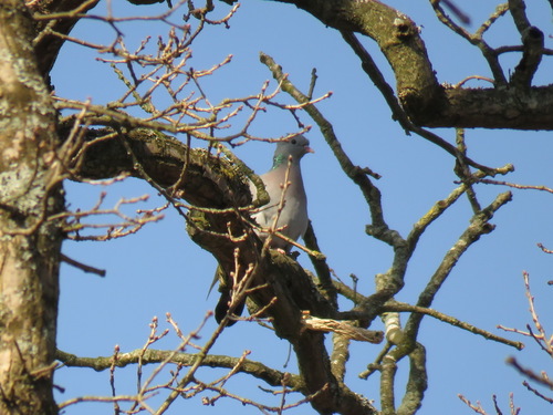 Paloma zurita (Columba oenas)
