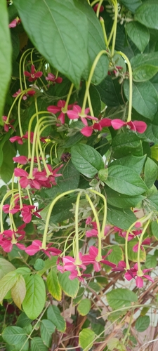 Rangoon Creeper